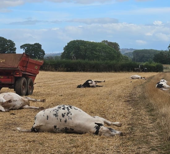 UK vet practice sounds warning after livestock hemlock poisoning