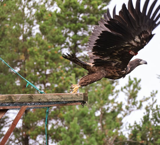 White-tailed eagles successfully reintroduced to wild in Co. Kerry
