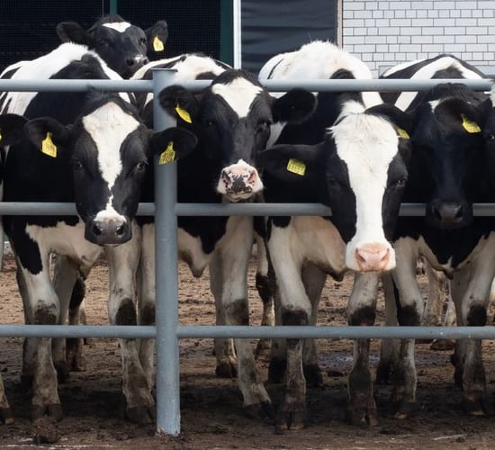 Milk prices in Europe up 15% year on year through July 2025 - Rabobank