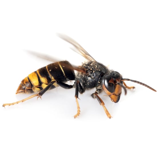 NIEA urges vigilance in NI after sighting of Asian hornet in Cork
