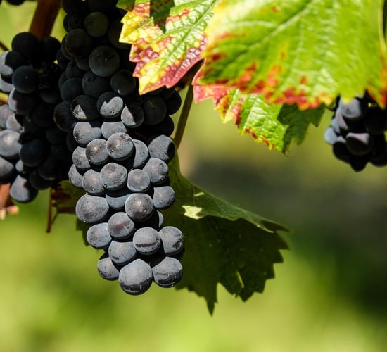 Vineyards can act as firebreaks as wildfire risks increase across Europe