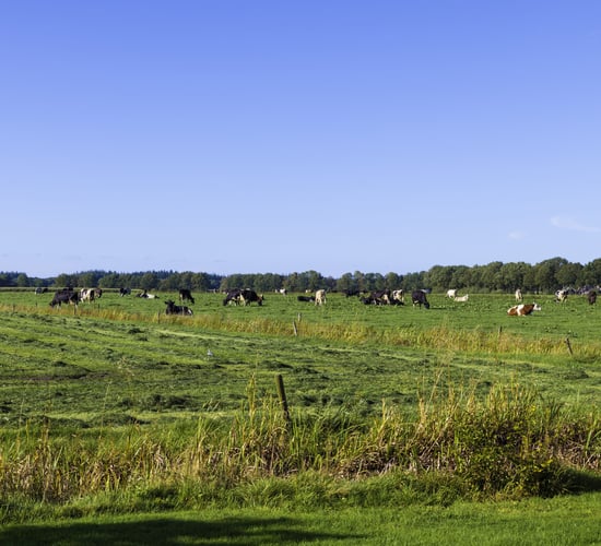 Mercosur approval a 'betrayal of EU agriculture' - EMB