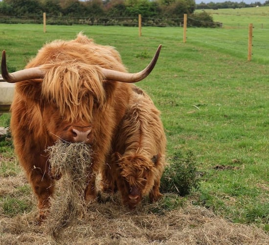 Kilmeedy social farm looks to the future with confidence