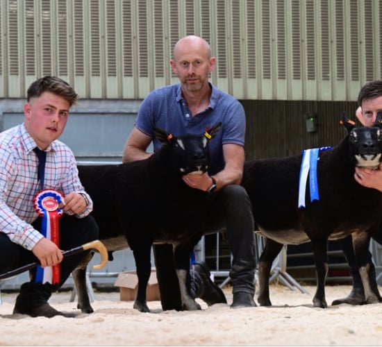 Double champion tops Ballymena export sale at 6,500gns