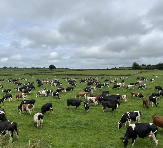 Dairy Focus: Montbeliardes &amp; weather delivering '1,000L more a day'