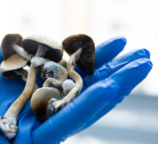 Revenue officers seize over 1kg of magic mushrooms