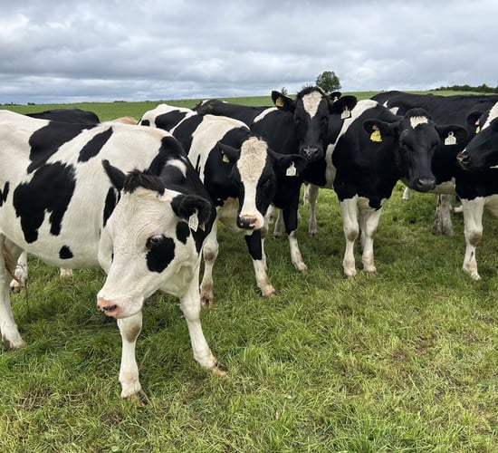 Dairy heifer calf births set to recover due to dairy AI usage