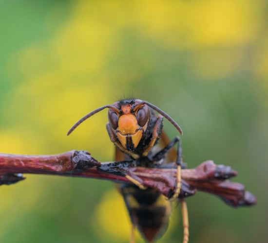 What are the risks to the Irish agri-environment from the Asian hornet?