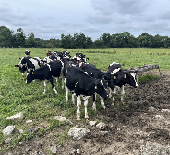 Weighing and monitoring your replacement heifer calves