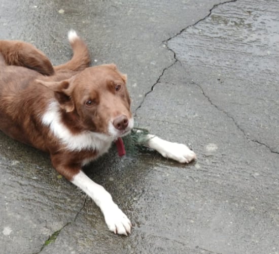 'Beloved' dog stolen with jeep near mart is safe and reunited with family