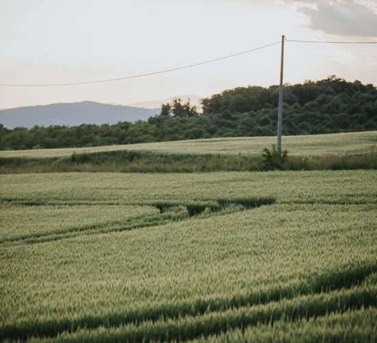 Farmers need 'absolute clarity' on RZLT to plan for future - Boyhan