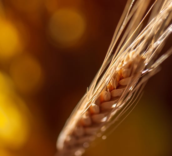 New native grain opportunities within Irish distilling industry