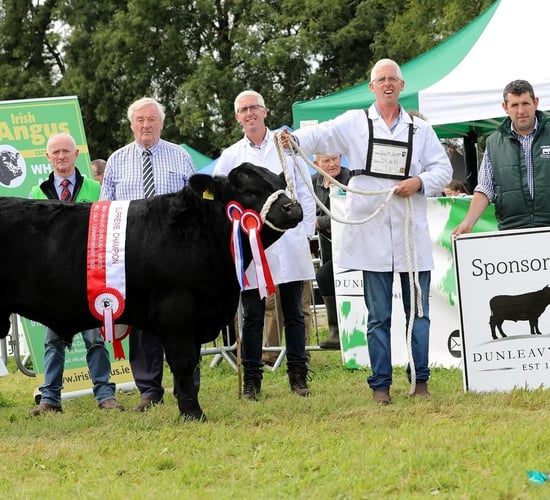Results: Angus bull calf championships at Moate Show