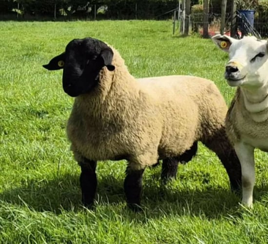 Pedigree Suffolk with estimated worth of €1,100 reported missing in Sligo