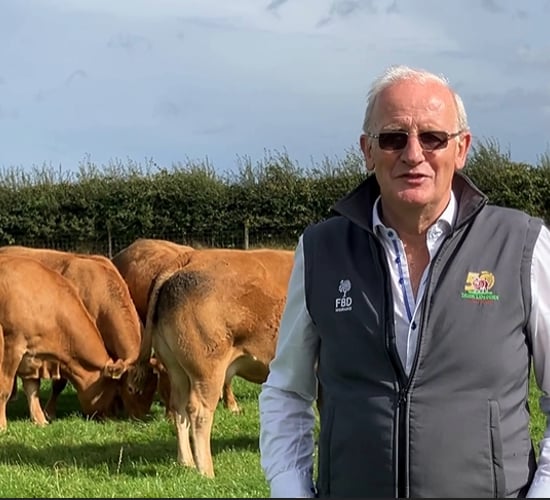 Bertie Mannion set to host Limousin heifer production sale