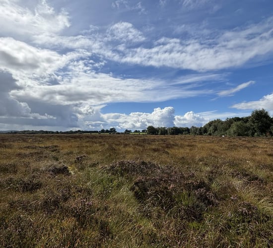 Dutch role in helping to protect Irish peatlands honoured at Kildare event