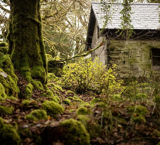 Coillte: 134,000ha 'now prioritised' for nature management