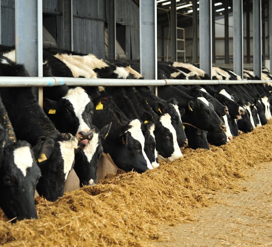 Balancing herd diets for winter milk production