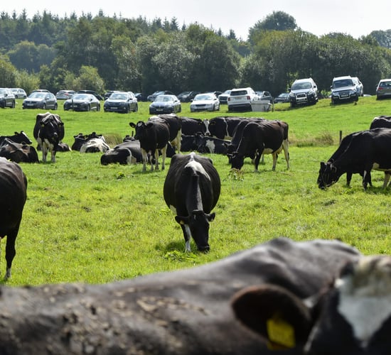 Watch: How 6 dairy farmers make milk quality a priority