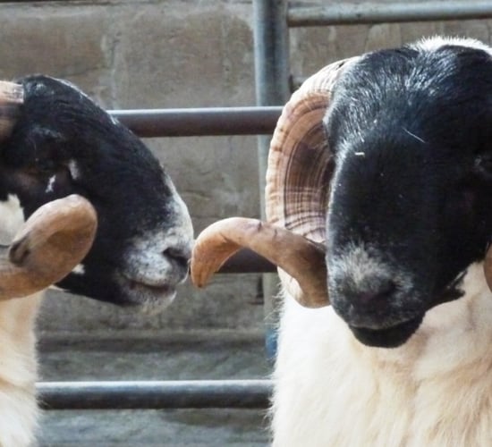 Multi-Breed Hill Ram sale set for Manorhamilton Mart in October