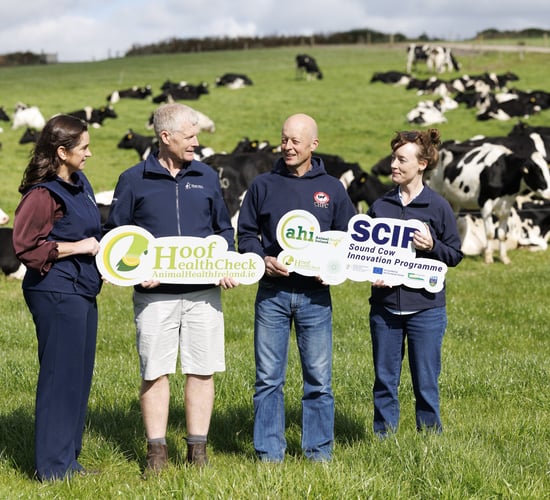 AHI dairy herd lameness initiative to start with 10 pilot farms