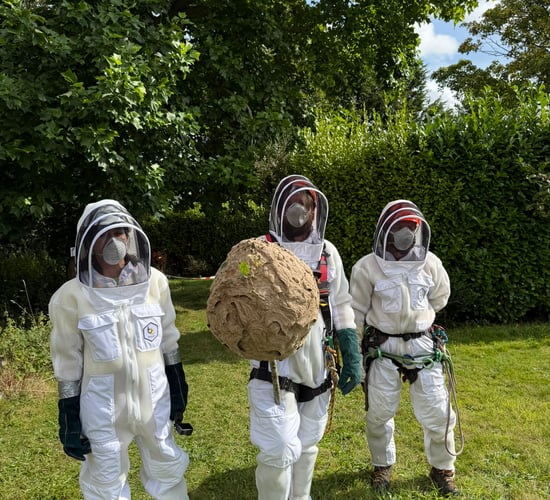 NPWS completes removal of Asian Hornet nest in Cork city