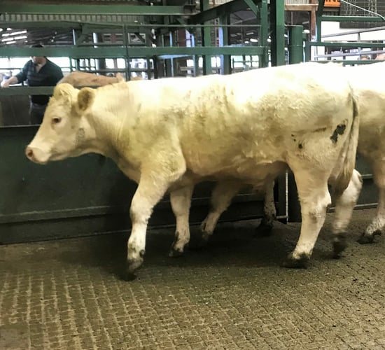 Mart report: 'Powerful demand' for cattle at Ballinakill Mart