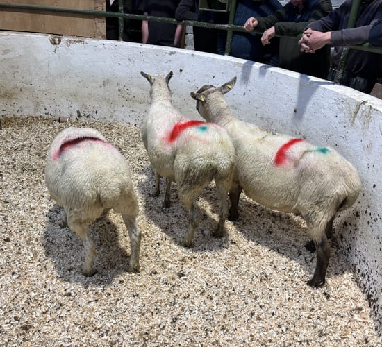 Sheep trade: Drop off in factory agent activity noticed at marts