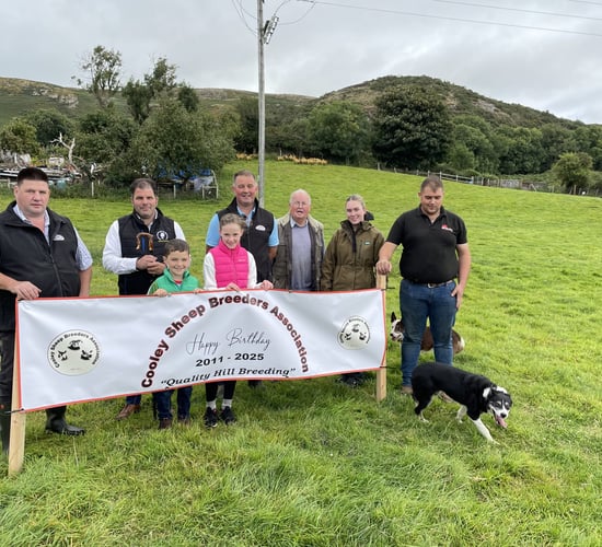 Watch: The rise of the Cooley Sheep Breeders - 24 years since the cull