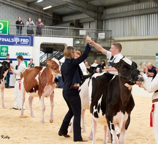 Young handlers prepare for finals at AXA National Dairy Show