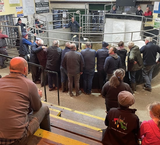 Mart trade: A look at the cattle prices from weekend sales