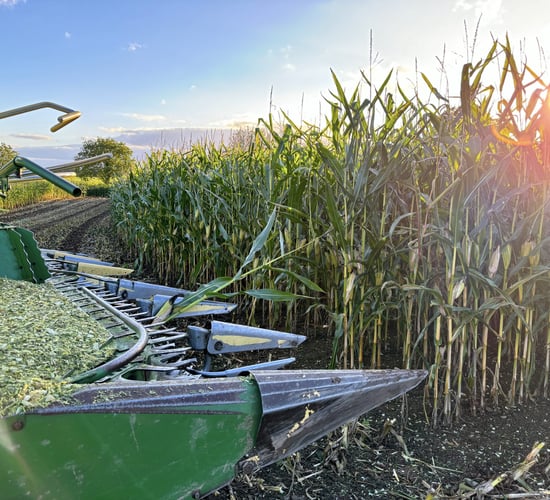 Protect maize silage properly to make the most of this valuable forage