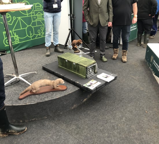 Gun clubs to be 'feet on ground' in new mink eradication pilot
