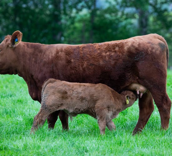 Tips for autumn-calving suckler farmers to keep in mind