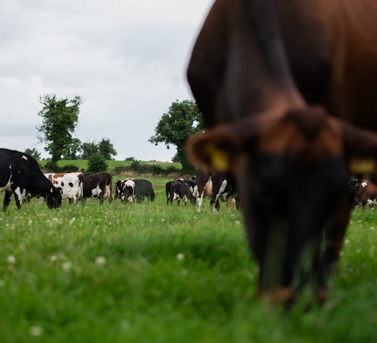 Who are the 2025 NDC &amp; Kerrygold Quality Milk Awards finalists?