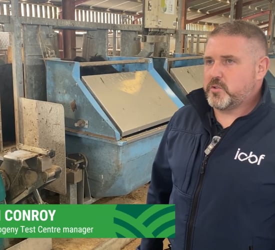 Watch: ABP Demo Farm cattle at ICBF Tully Progeny Test Centre