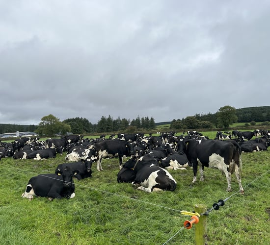 Watch: 584kg MS/cow &amp; improving infrastructure in Co. Waterford