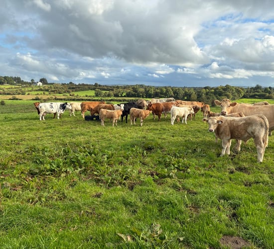 Solar-powered meal feeder in action at grass on Sligo beef farm
