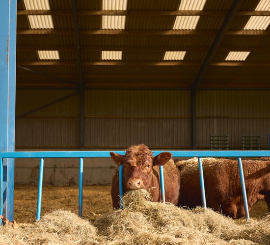 518,404 movements of cattle through dealer herd numbers last year - minister
