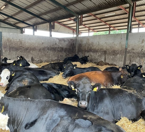 ABP Demo Farm: What weight are cattle housed at for finishing?