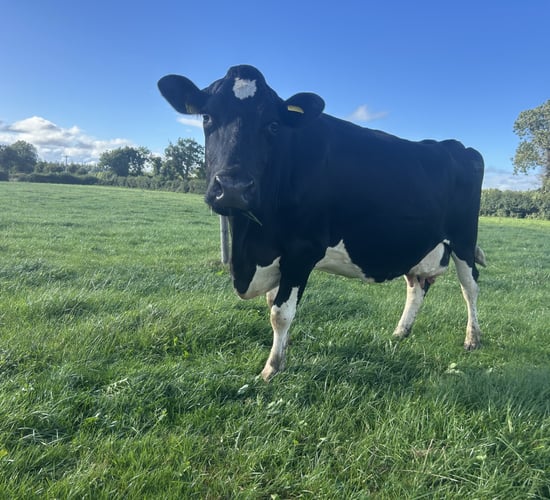 Milk Price Tracker: Most co-ops lowered price for July supplies