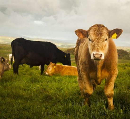 Cattle prices in UK could be impacted by 'wavering' consumer demand - report