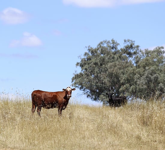 Beef industry in Australia to break records in 2025 - report