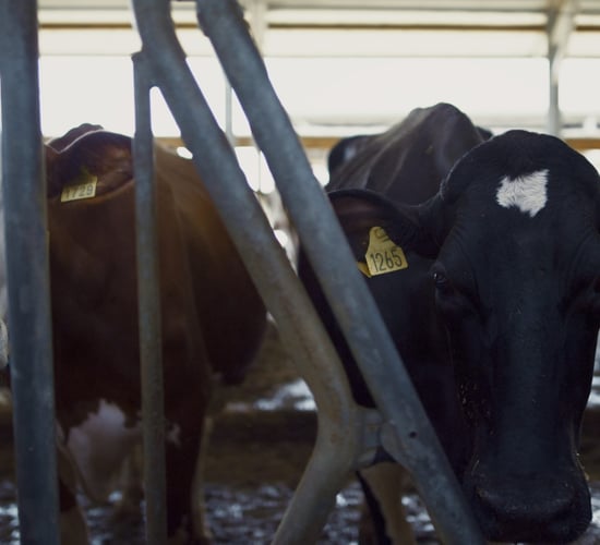 ICSA: TB compensation caps 'must rise' to reflect value of stock
