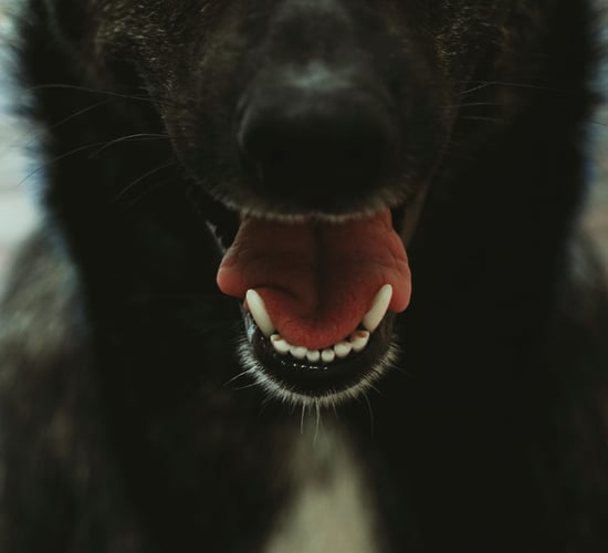 Agriculture minister highlights importance of rabies vigilance