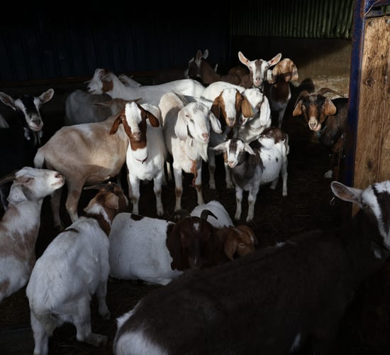 British farmer who kept over 450 animals in 'squalor' jailed and banned for life