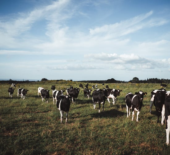 Commissioner wants information released on derogation farms linked to limited companies