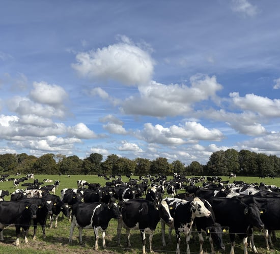 Dairy focus: Maximising margins from winter milk in Co. Meath