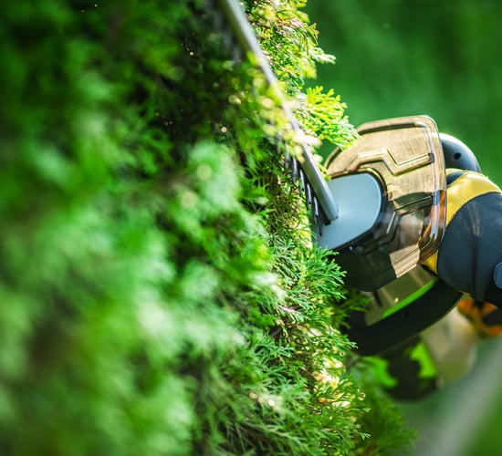 Minister 'not in a position' to introduce roadside hedge cutting grant