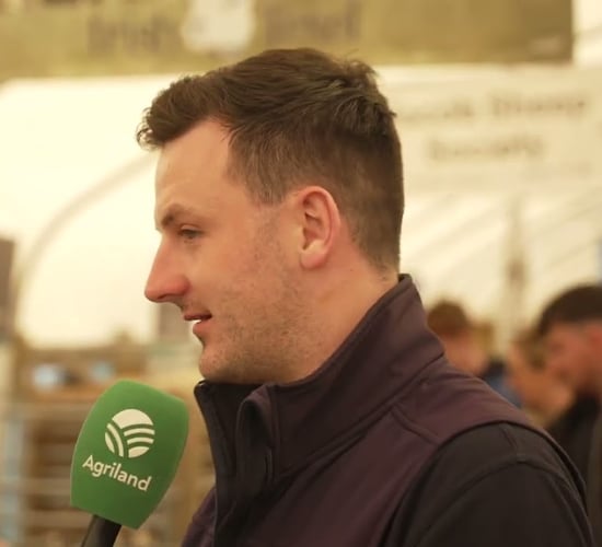 Pedigree sheep breeding showcased at #Ploughing2025